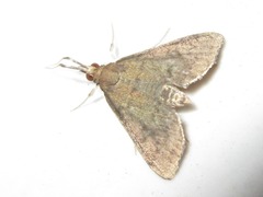Camptomastix septentrionalis