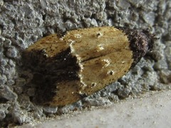 Tyrolimnas anthraconesa