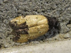 Tyrolimnas anthraconesa