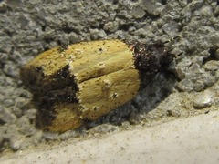 Tyrolimnas anthraconesa