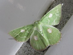 Thetidia albocostaria