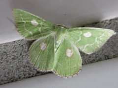 Thetidia albocostaria