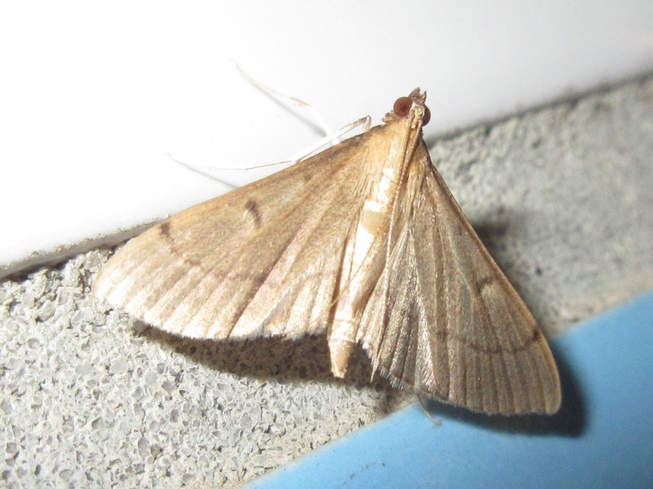 Bradina geminalis