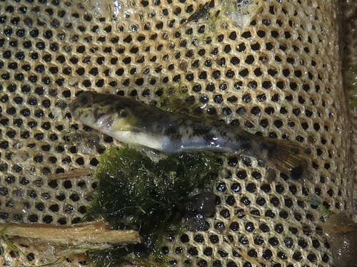 Round goby (Neogobius melanostomus) — Gobiidae
