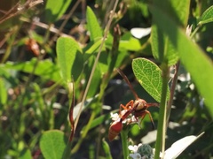 Zeta abdominale