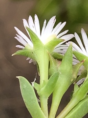 Delosperma inconspicuum