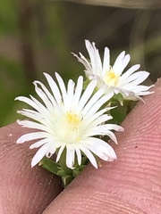 Delosperma inconspicuum