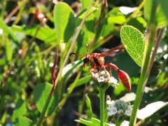 Zeta abdominale