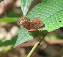 Zemeros flegyas albipunctatus