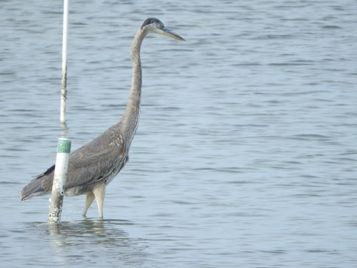 Great Blue Heron
