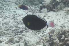 Melichthys vidua