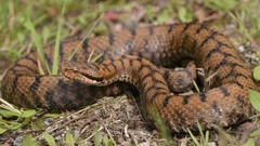 Vipera aspis aspis