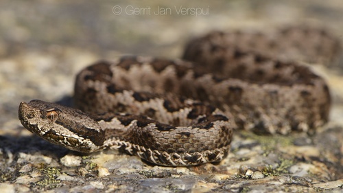 Photo of a Lataste's Viper (Vipera latastei)
