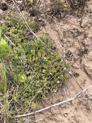 Delosperma inconspicuum