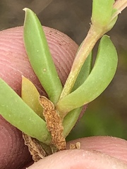 Delosperma inconspicuum