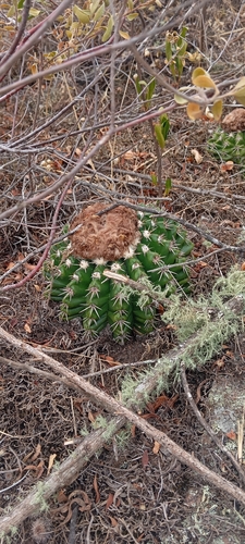 Parodia erinacea