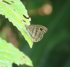 Ypthima fasciata