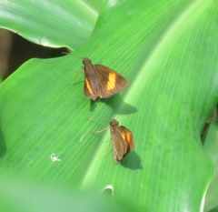 Koruthaialos rubecula