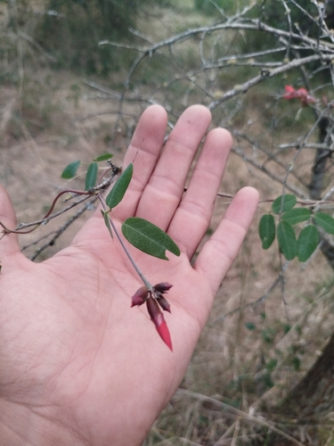 Camptosema rubicundum