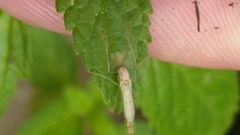 Chironomidae