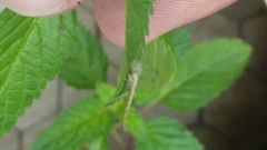 Chironomidae