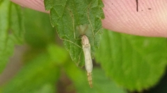 Chironomidae