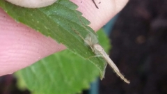 Chironomidae