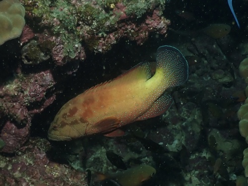 Yellowfin hind (Cephalopholis hemistiktos) — Serranidae — 5
