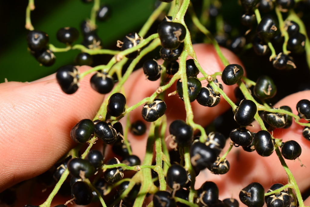 Joinvilleaceae