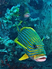 Plectorhinchus polytaenia