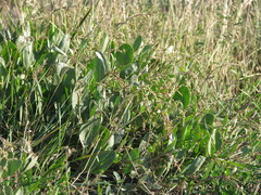 Atriplex verrucifera