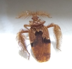 Ptilocerus