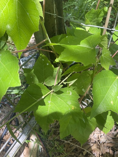 Macaranga involucrata observed 2025-12-06