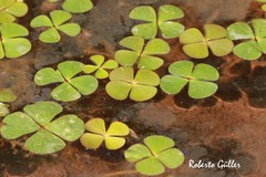 Marsilea ancylopoda