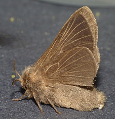 Pernattia pusilla