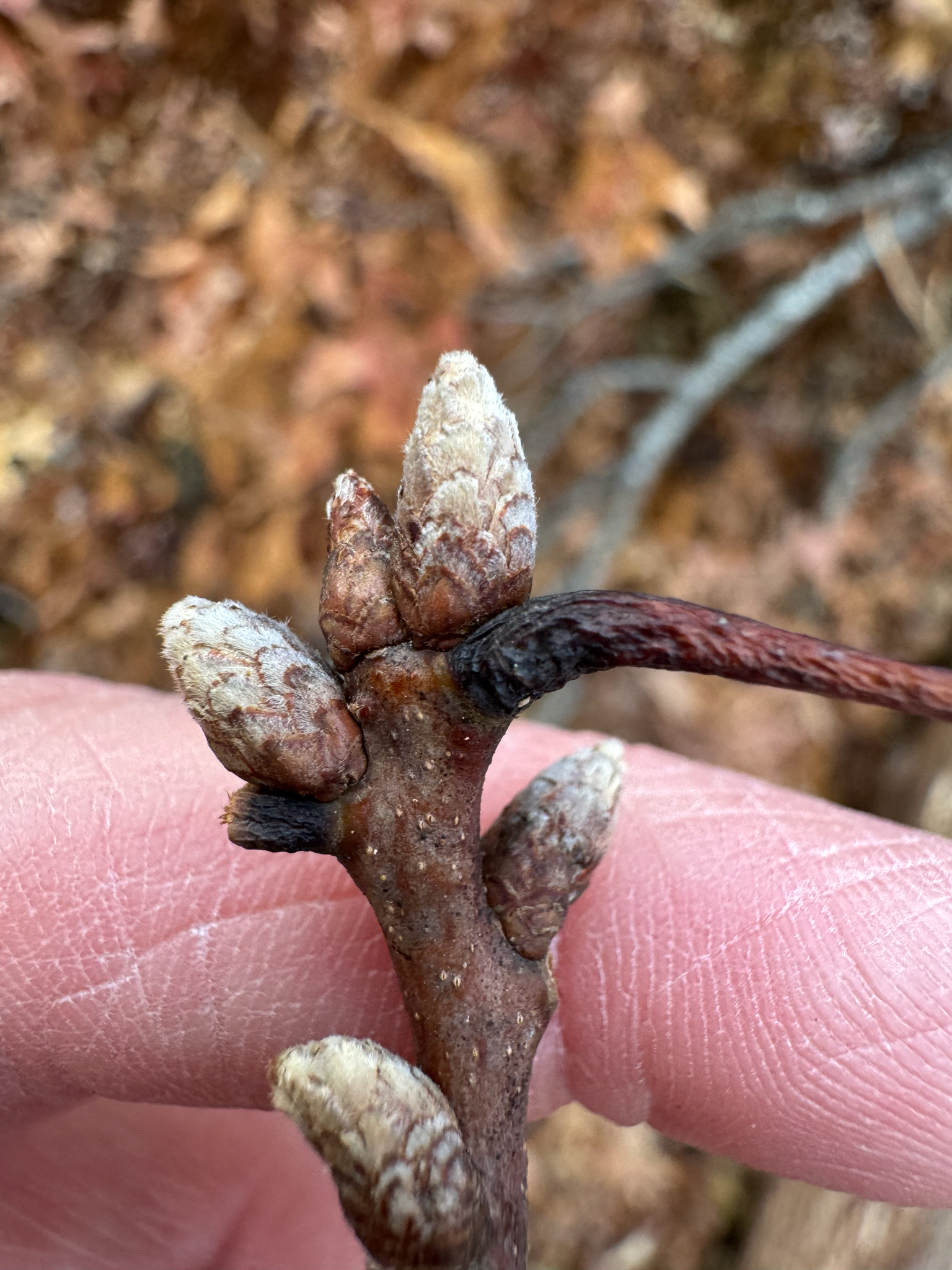 Scarlet Oak (Quercus coccinea)