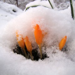 Crocus ancyrensis