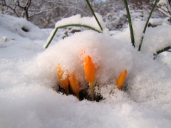 Crocus ancyrensis