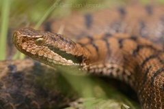Vipera aspis aspis