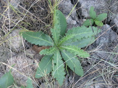 Cirsium alatum