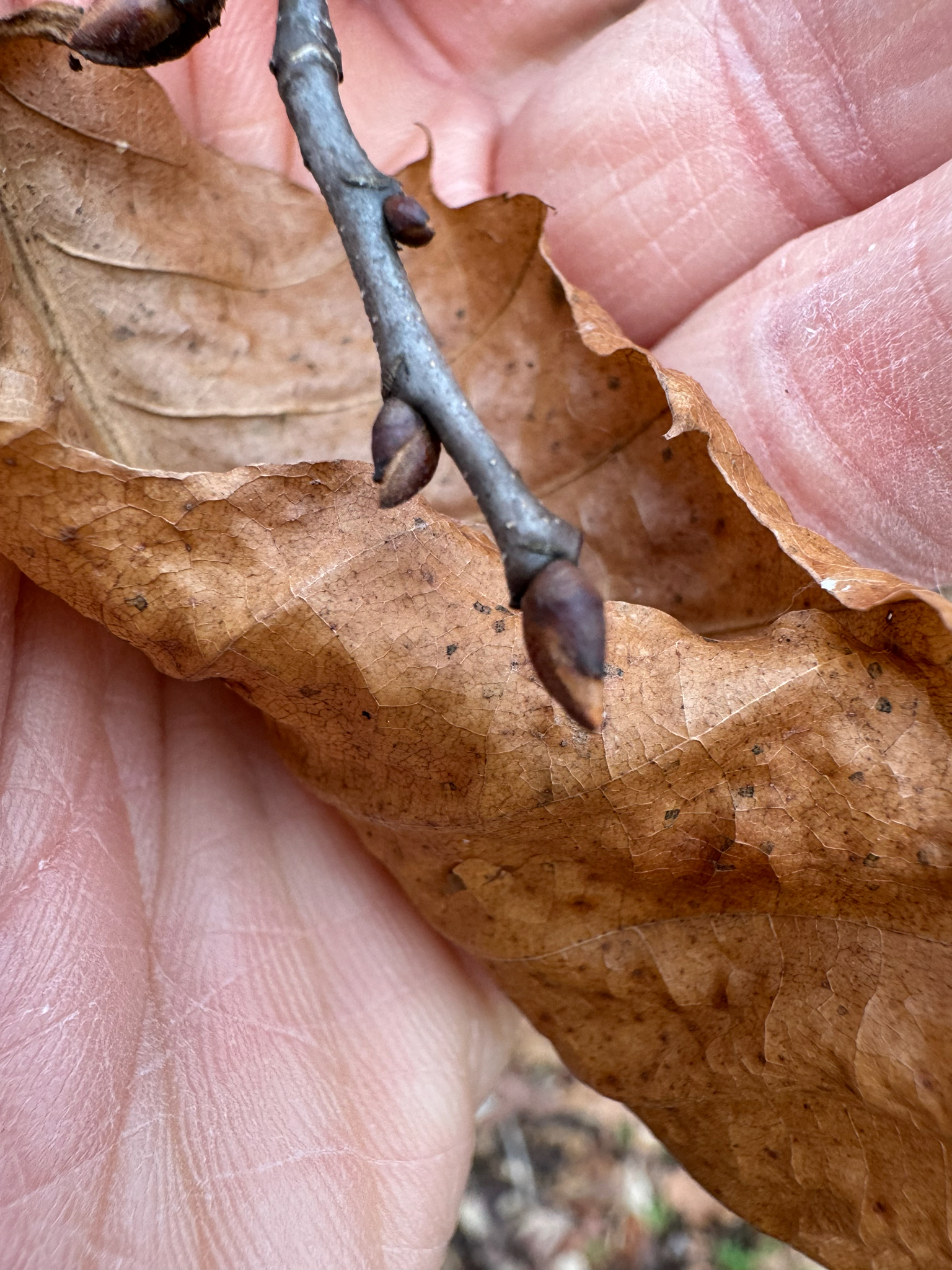 American chestnut