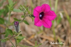 Petunia integrifolia