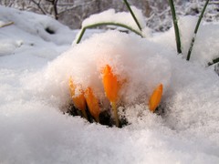 Crocus ancyrensis