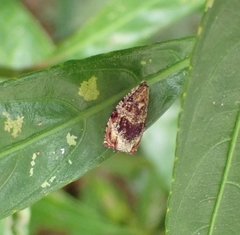 Syricoris