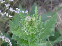 Cirsium alatum