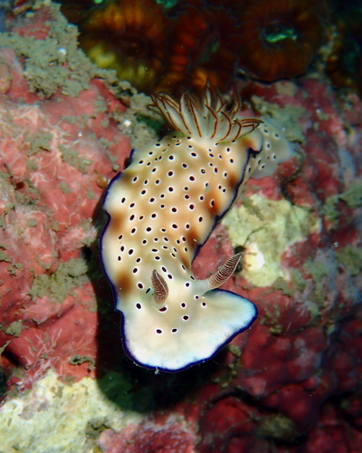 Tryon's Hypselodoris