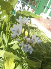 Allium neapolitanum
