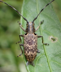 Epepeotes luscus