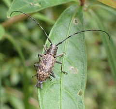 Epepeotes luscus