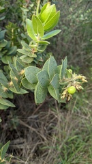 Arctostaphylos refugioensis, photograph (c) George Williams, some rights reserved (CC BY)